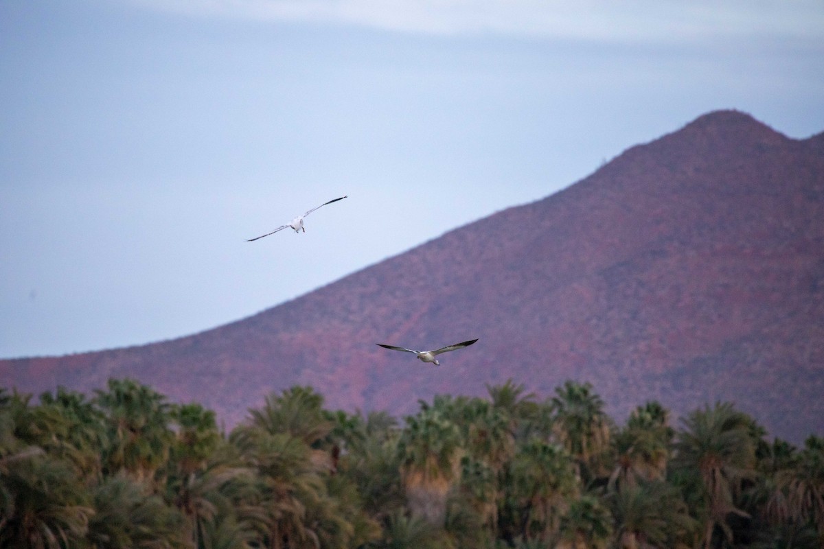 Snow Goose - ML312303021