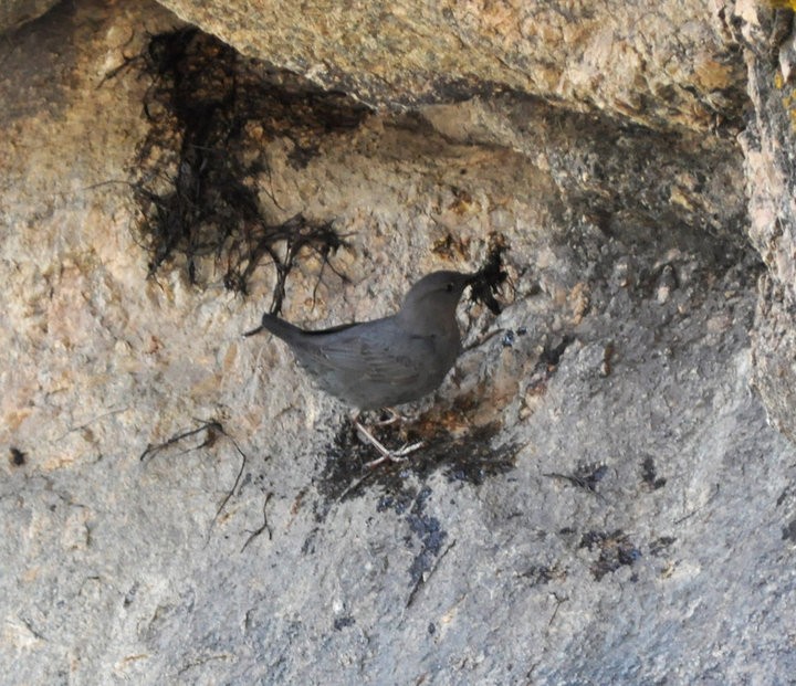 American Dipper - ML312303431