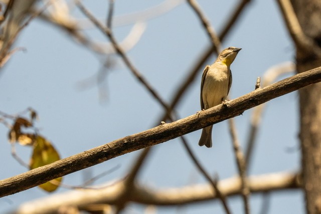 Yellow-throated Sparrow - Kanupriya Katyal