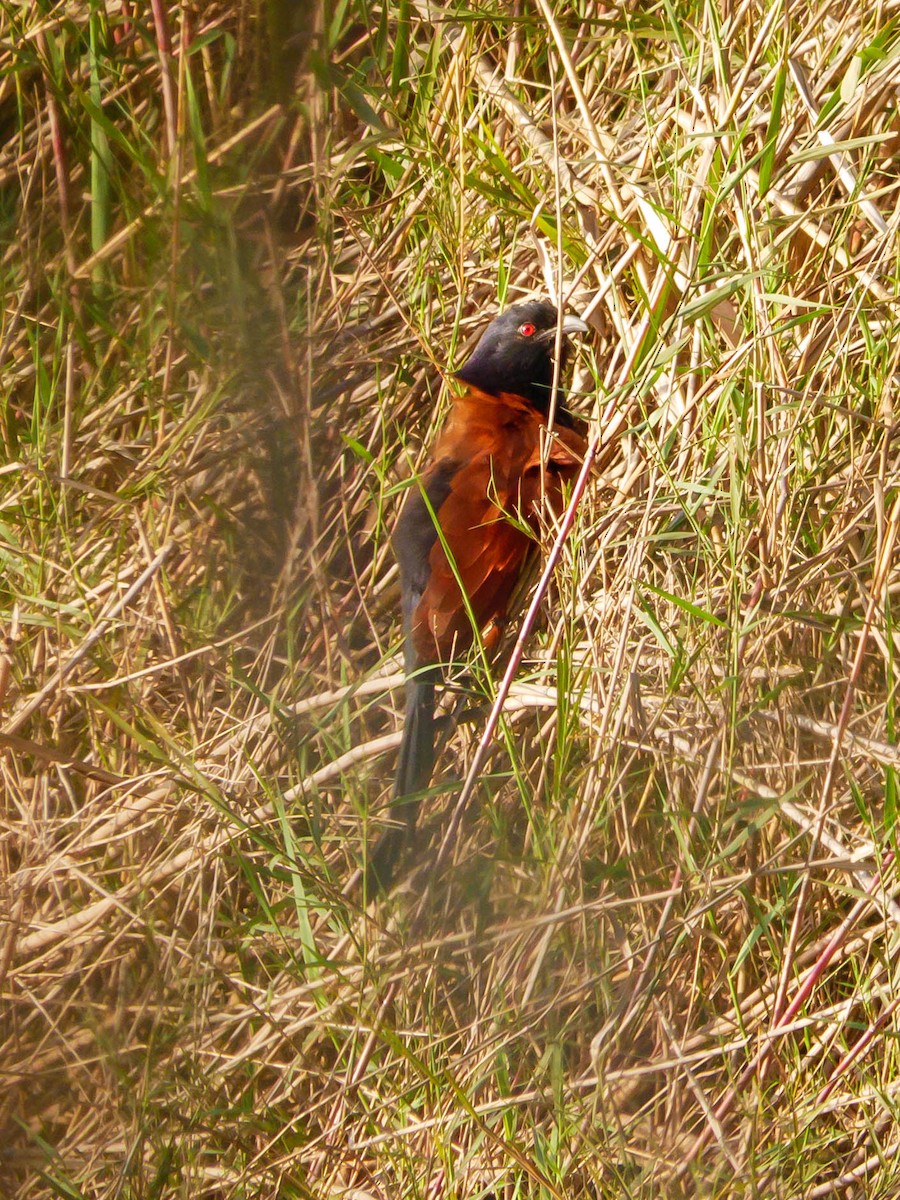 Greater Coucal - ML312303991