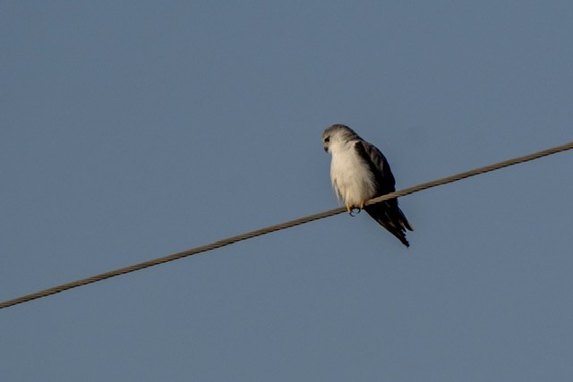 Black-winged Kite - Kanupriya Katyal