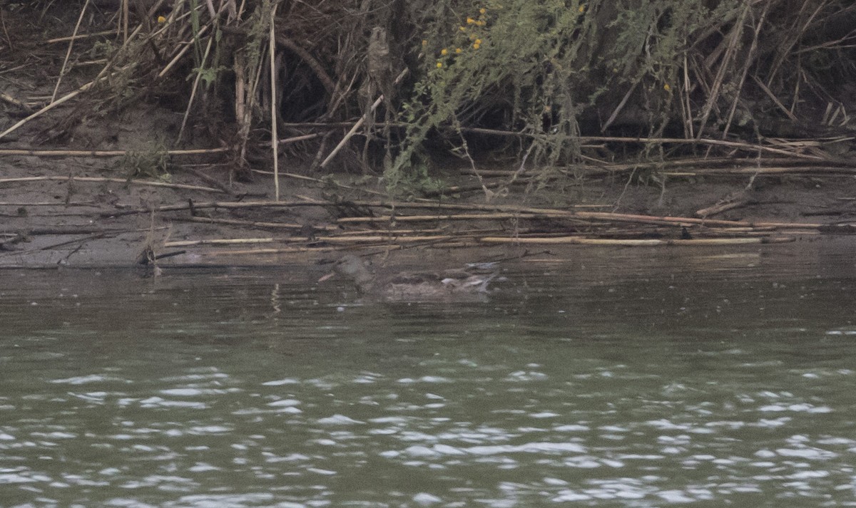 Gadwall - ML312304341