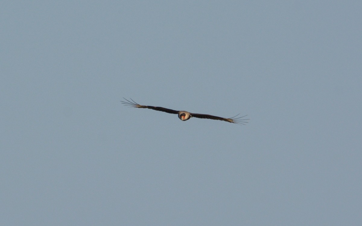 Crested Caracara (Northern) - ML312304621