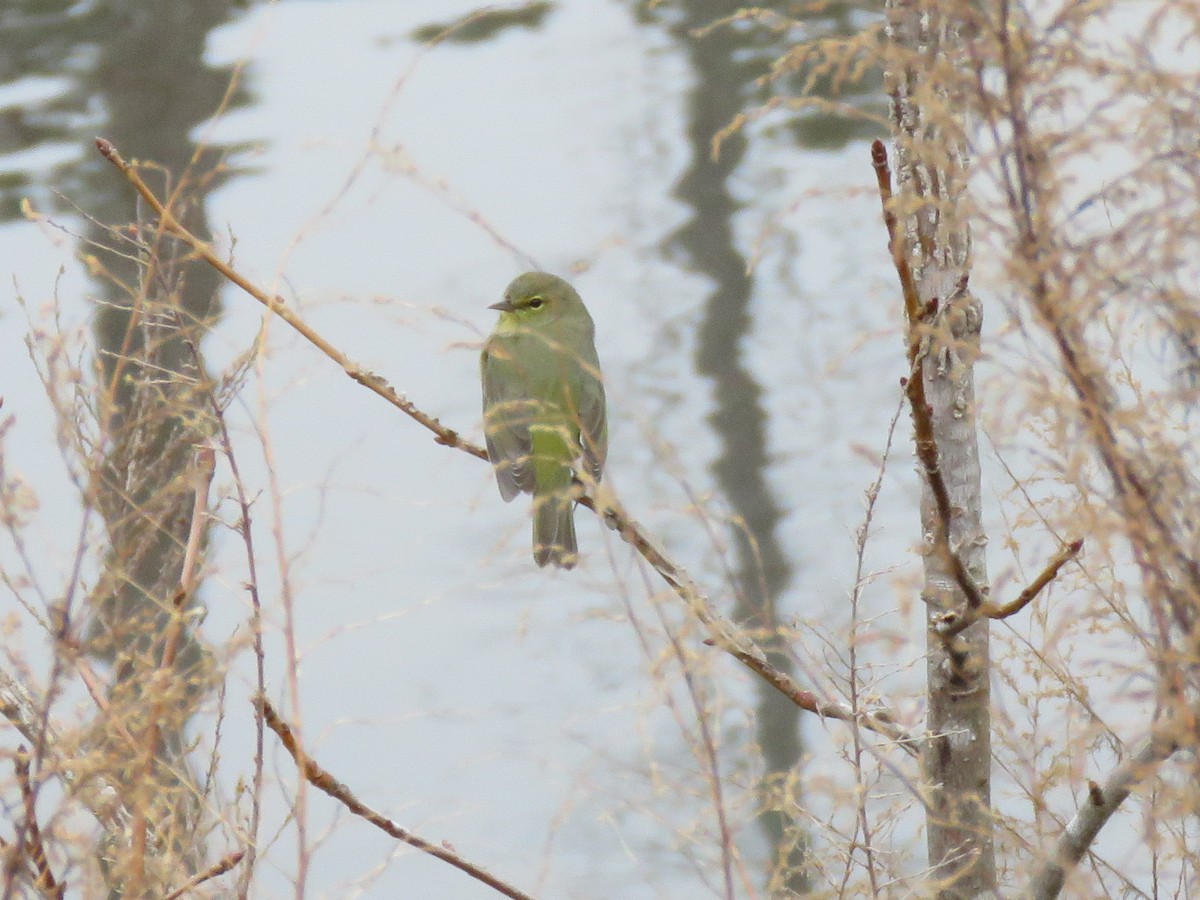 Orange-crowned Warbler - ML312306931