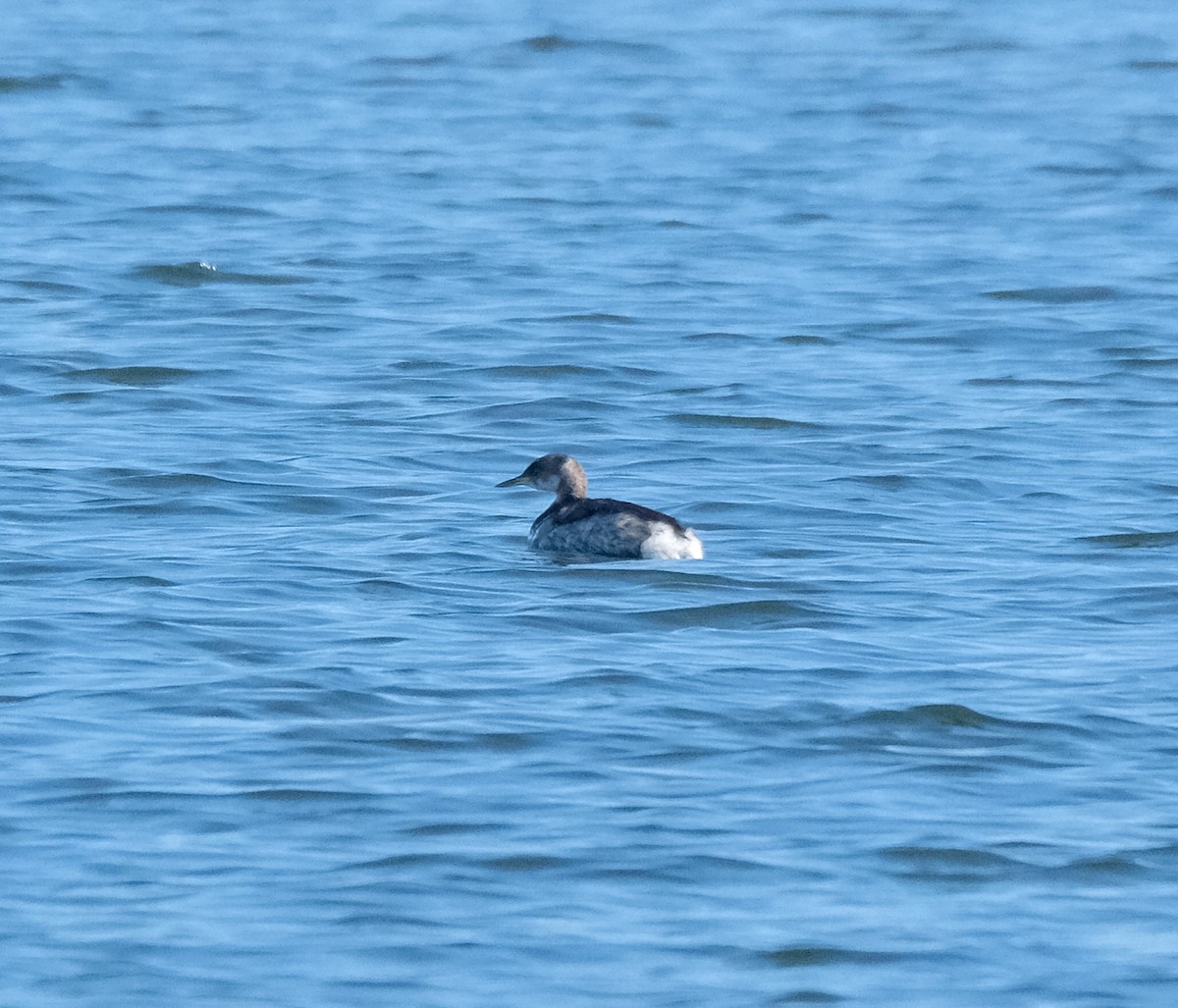 Red-necked Grebe - ML312307271