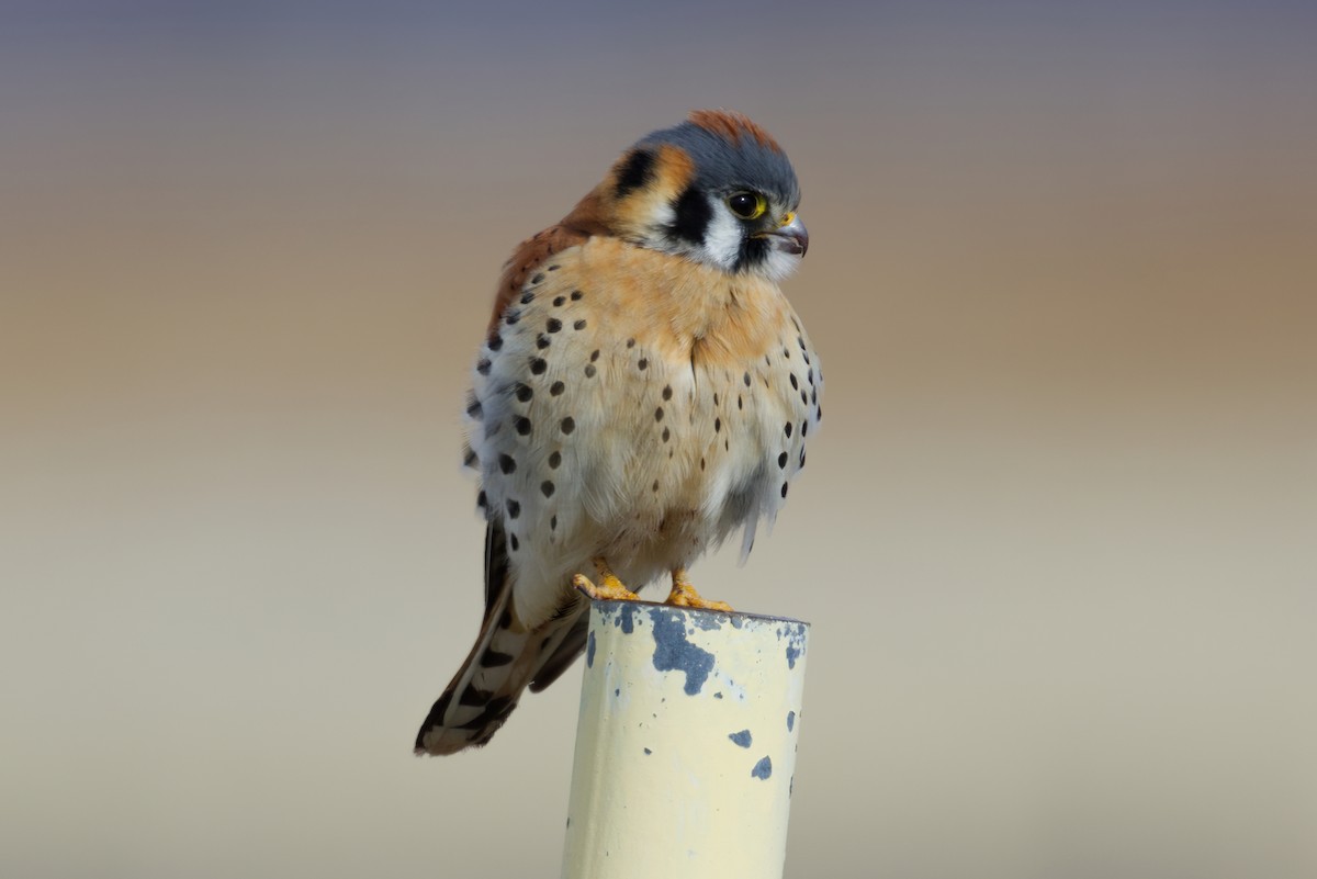 American Kestrel - ML312307501