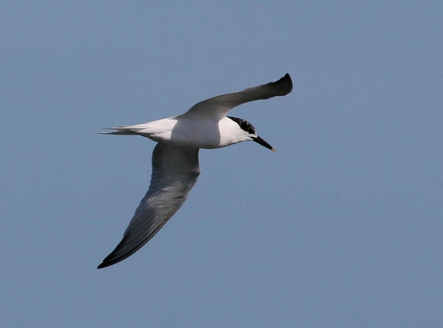 Sandwich Tern - ML31230761