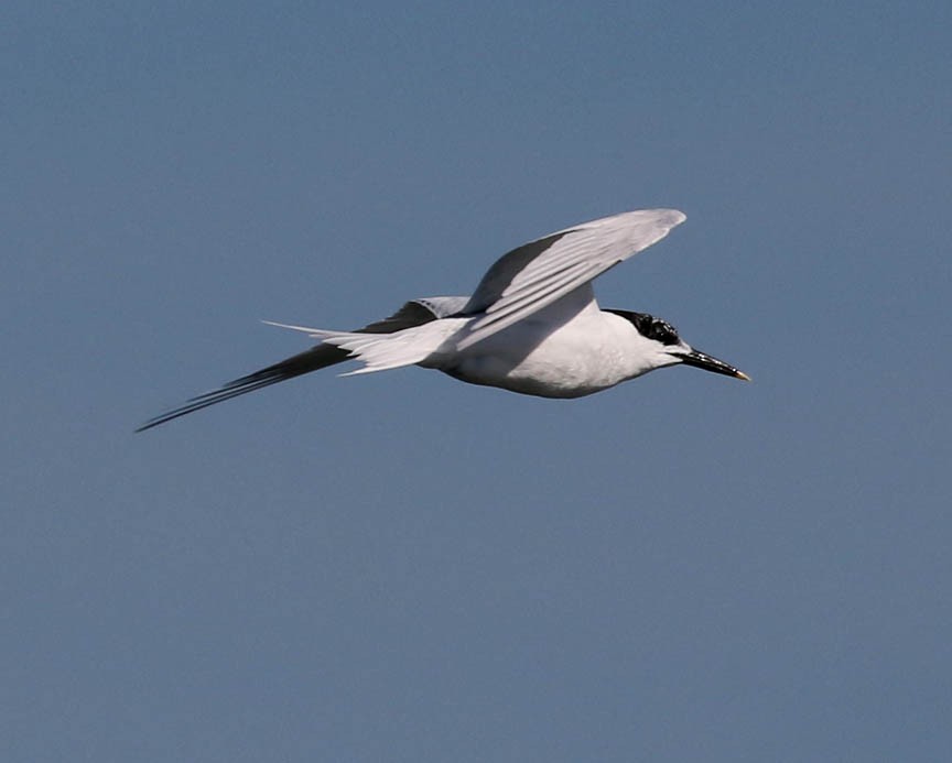 Sandwich Tern - Mark Dennis