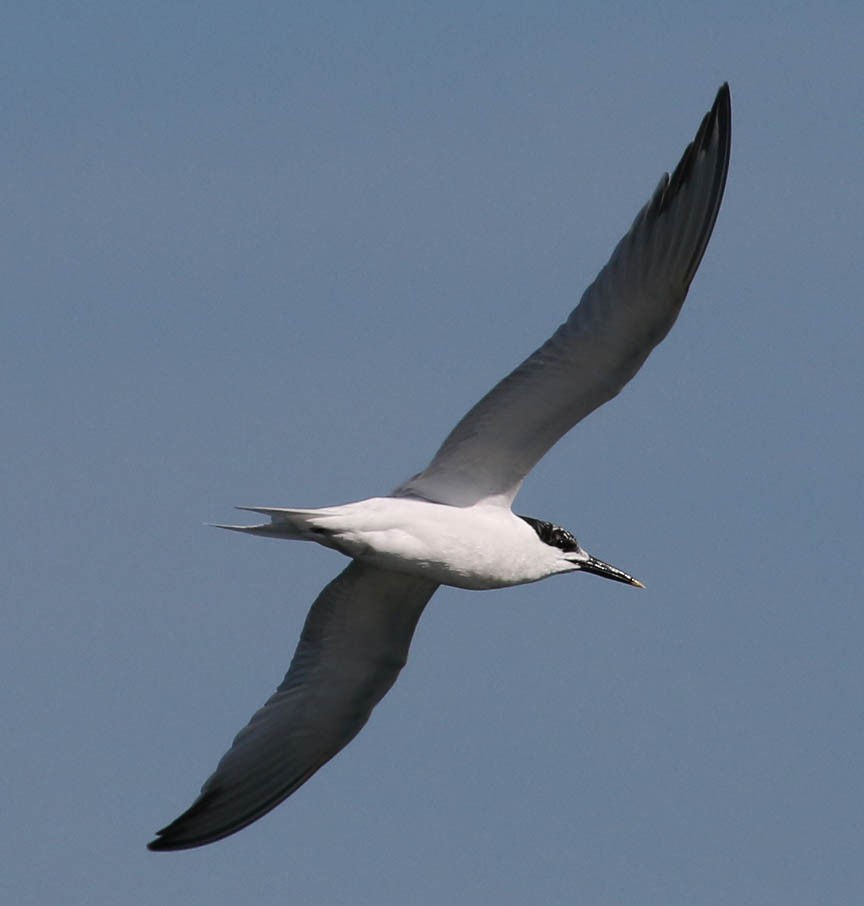 Sandwich Tern - Mark Dennis