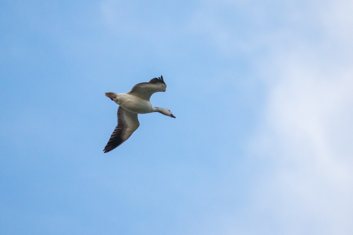 Snow Goose - ML312307851