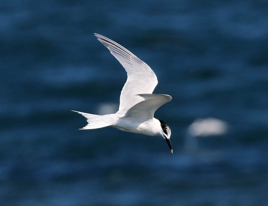 Sandwich Tern - ML31230791