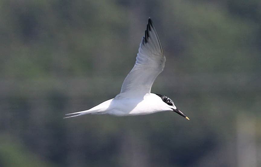 Sandwich Tern - ML31230801