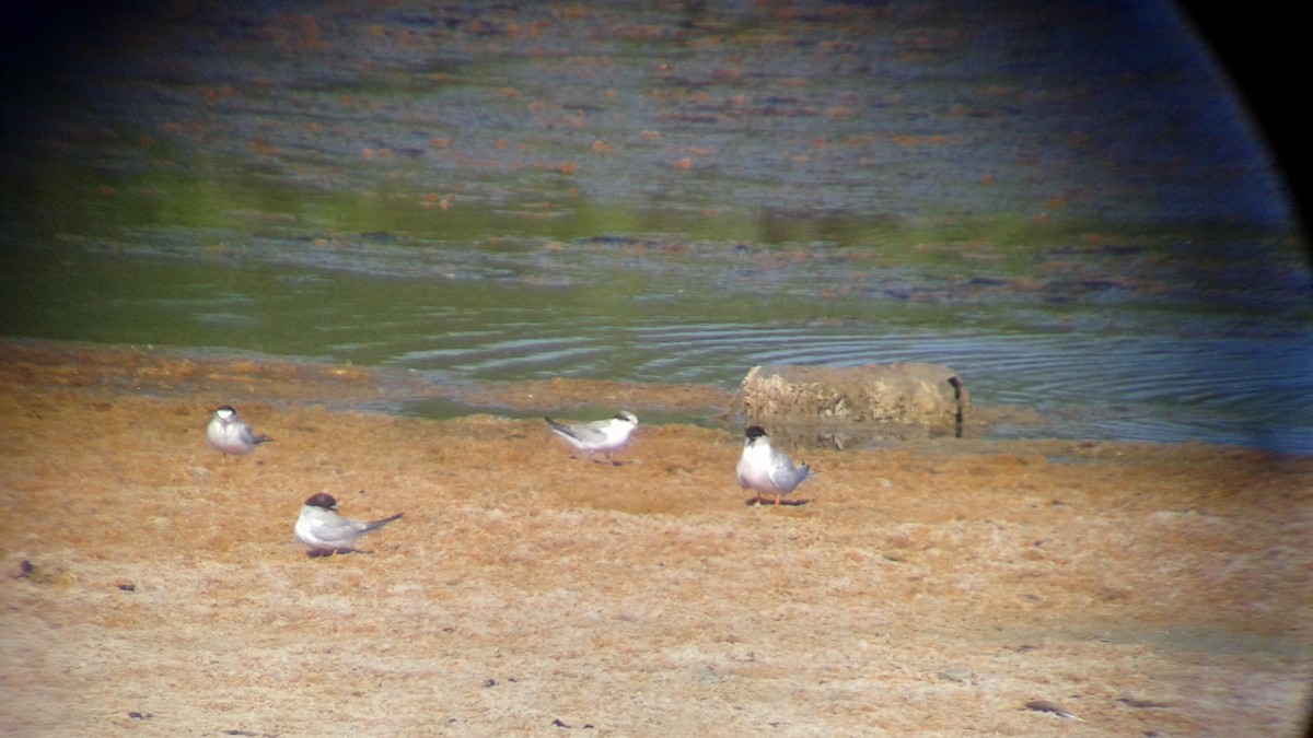 Roseate Tern - ML31230941