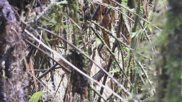 Blackish Tapaculo - ML312311121