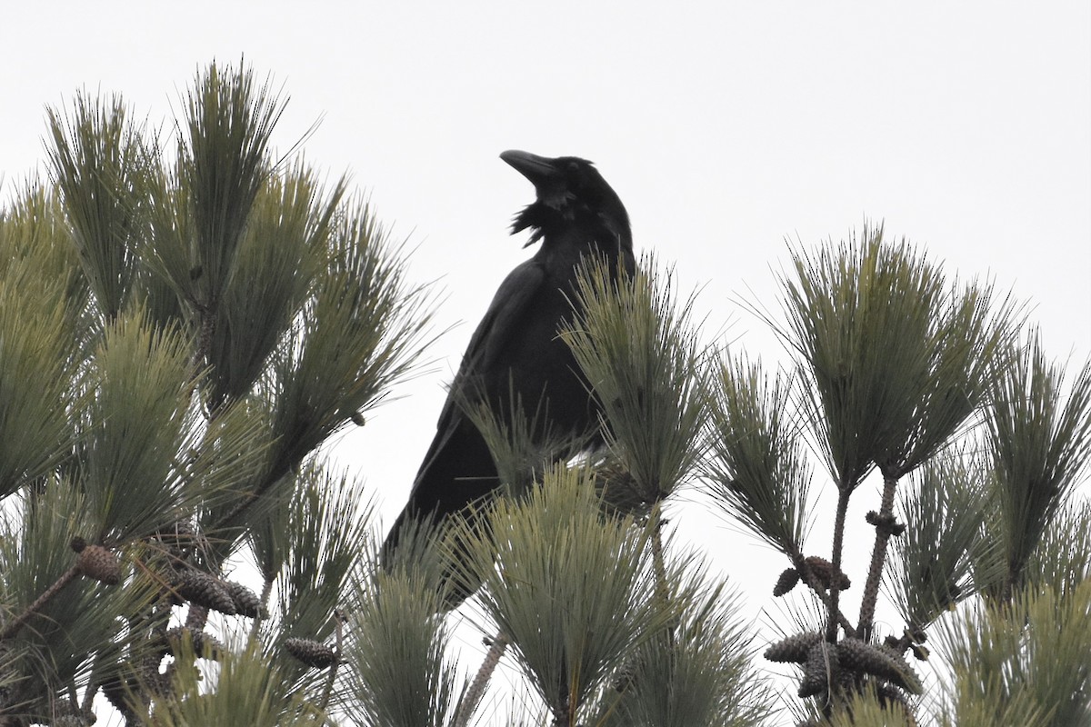 Common Raven - ML312311971