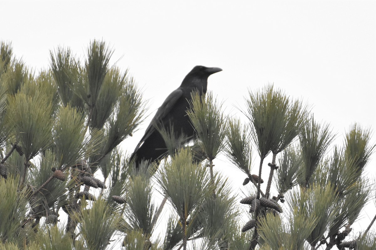 Common Raven - ML312311981