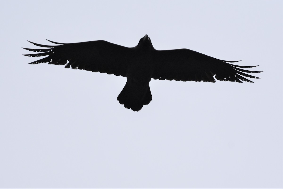 Common Raven - ML312312051