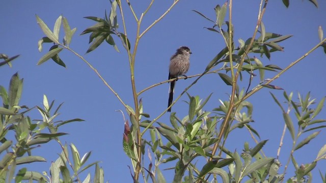 Long-tailed Tit - ML312312081