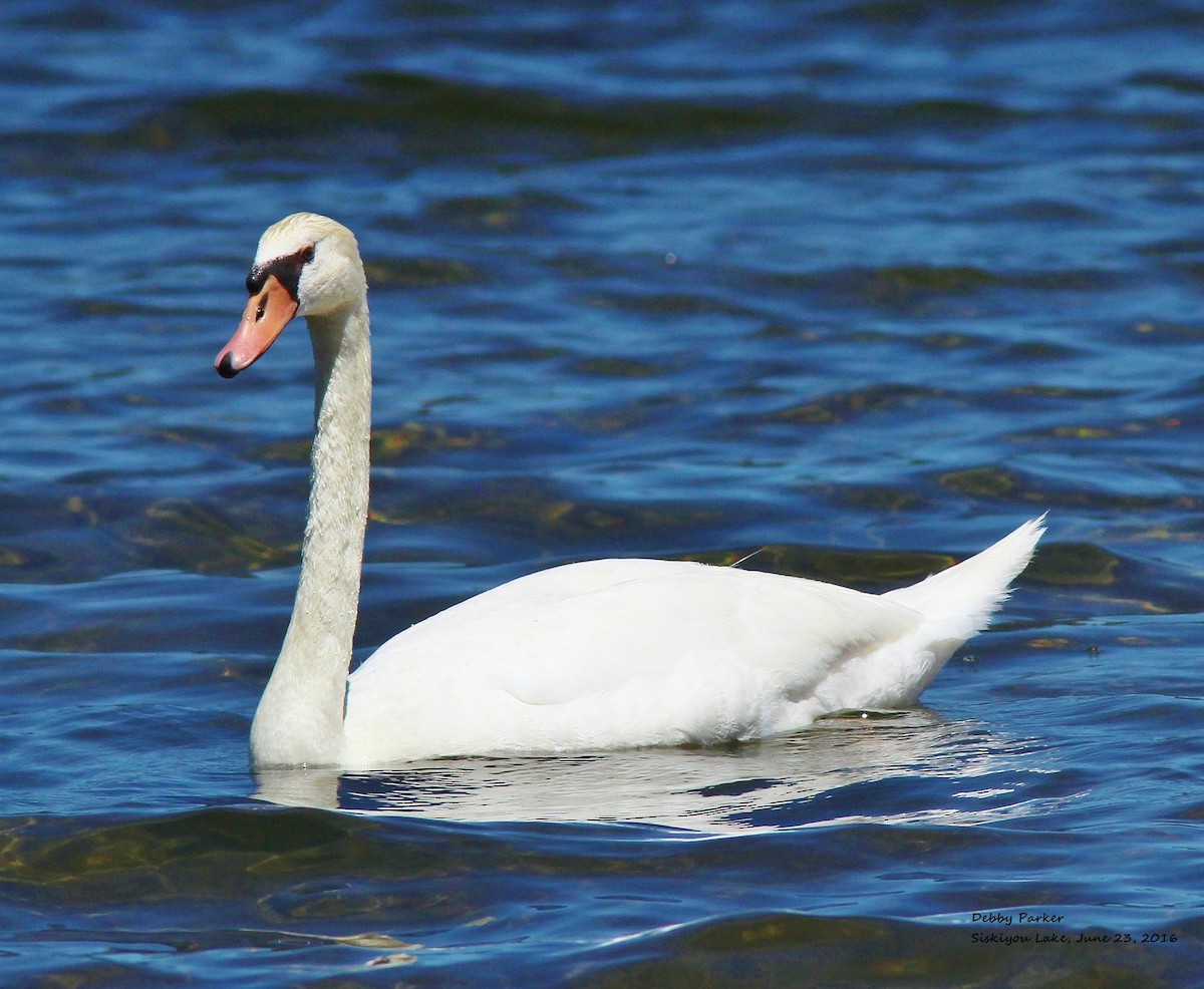 Cygne tuberculé - ML31231241