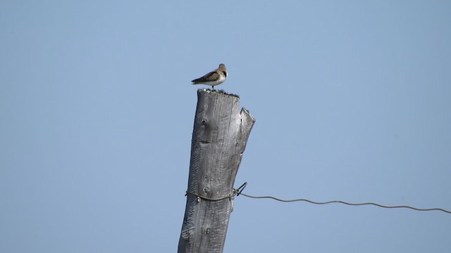 Temminck's Stint - ML312313011