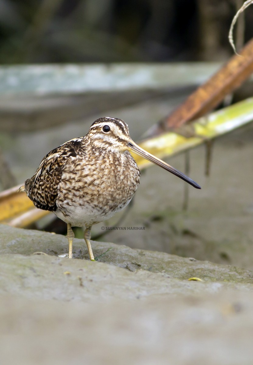 Common Snipe - ML312314141