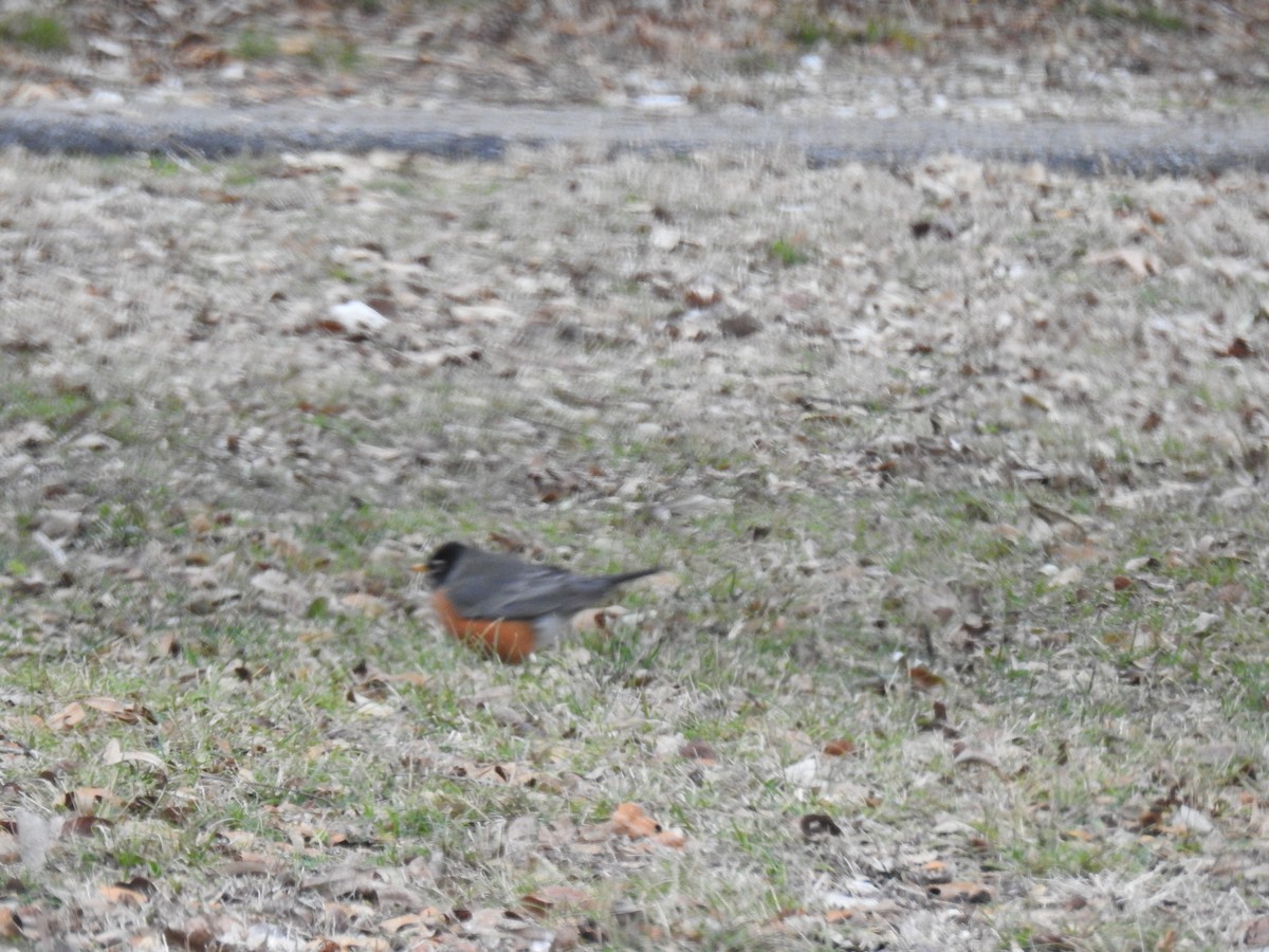 American Robin - Jack Kelly