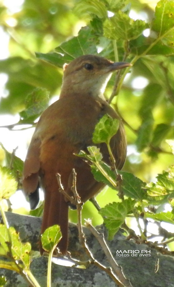 Rufous Hornero - ML312315661