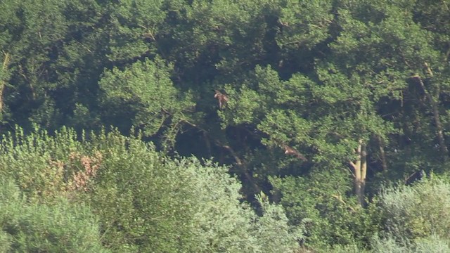 Western Marsh Harrier - ML312316151