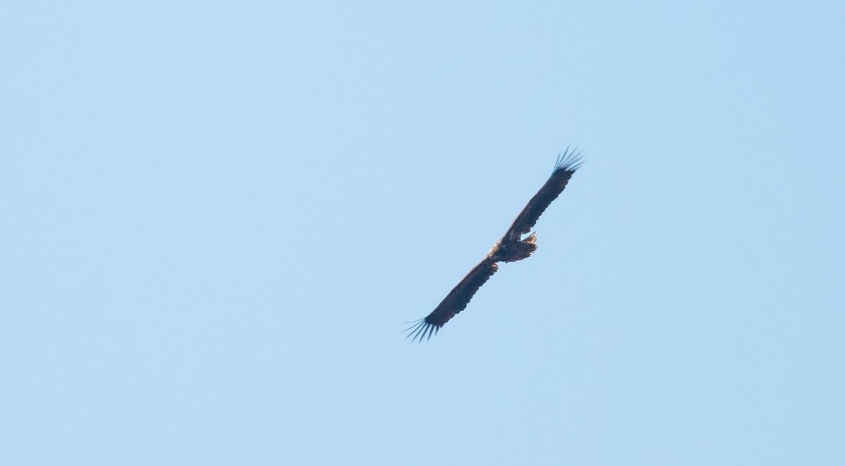 White-tailed Eagle - ML312316471