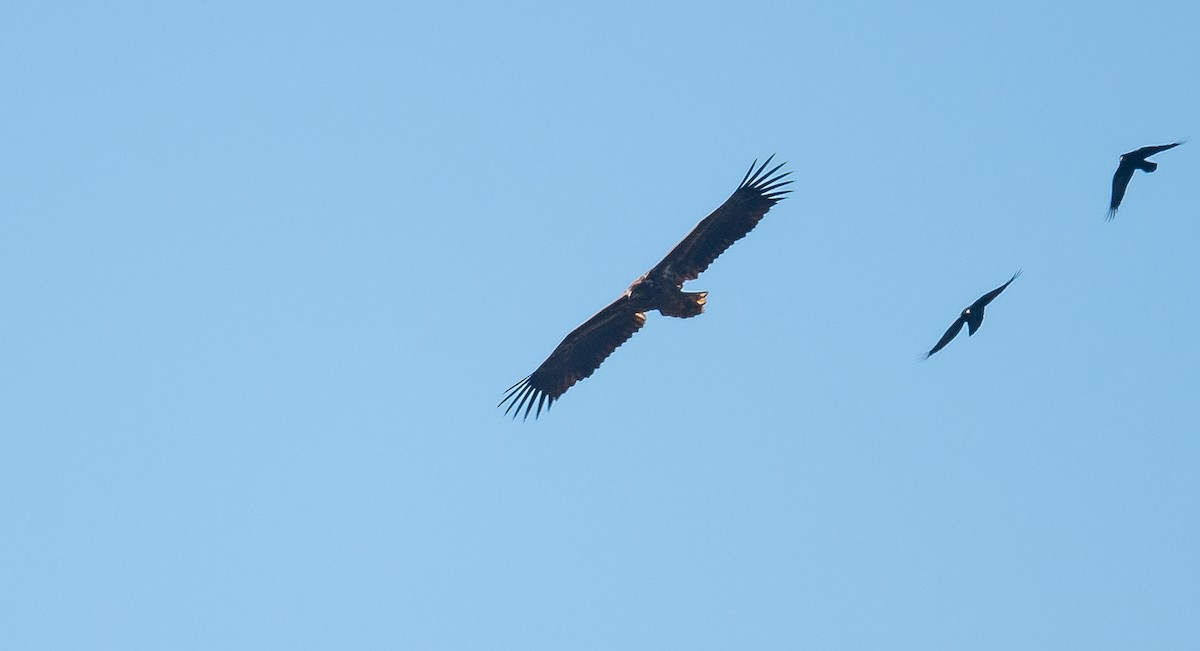 White-tailed Eagle - ML312316481