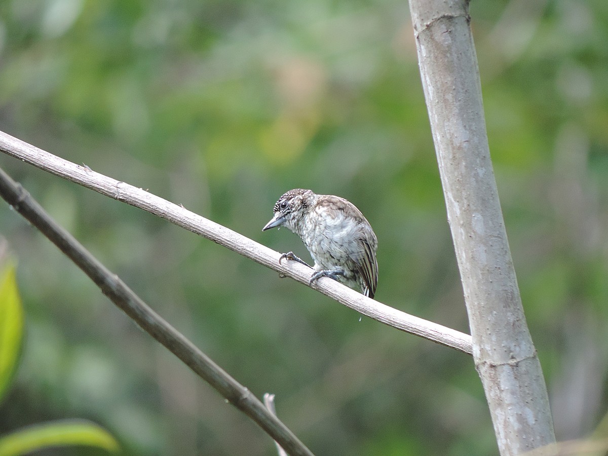 Scaled Piculet - Alfredo Rosas