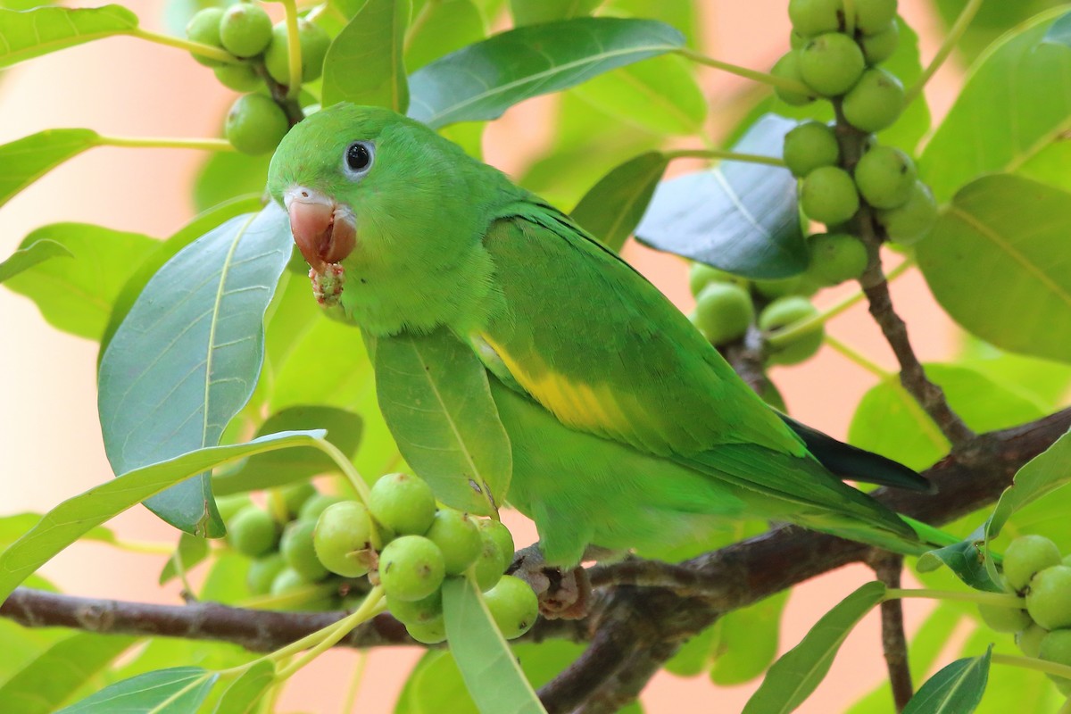 Yellow-chevroned Parakeet - ML312318401