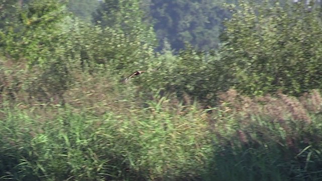 Western Marsh Harrier - ML312319111