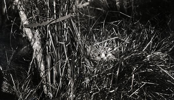 Australasian Swamphen - ML31231971