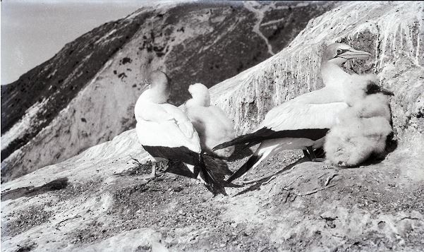 Australasian Gannet - R.H.D. Stidolph