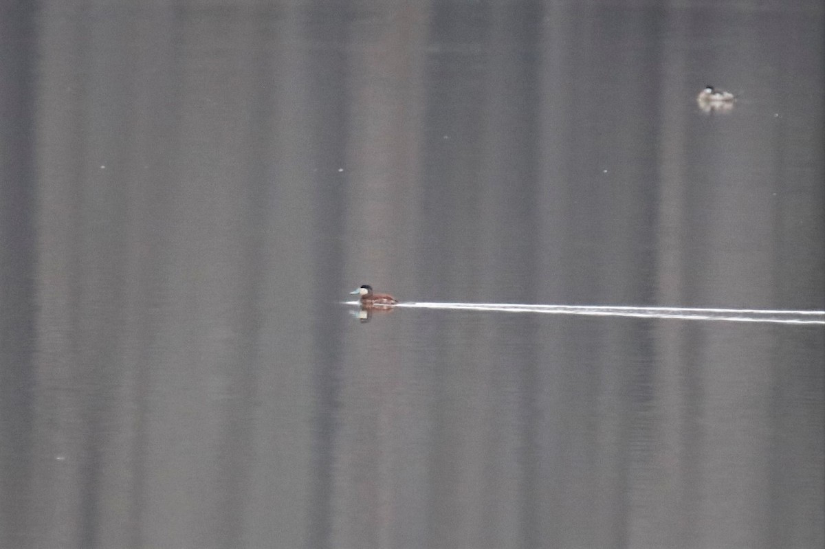 Ruddy Duck - ML312322291