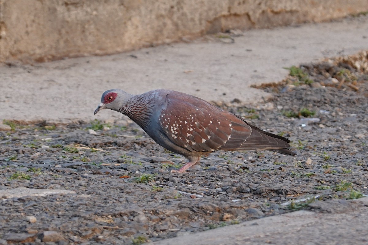 Speckled Pigeon - ML312324441