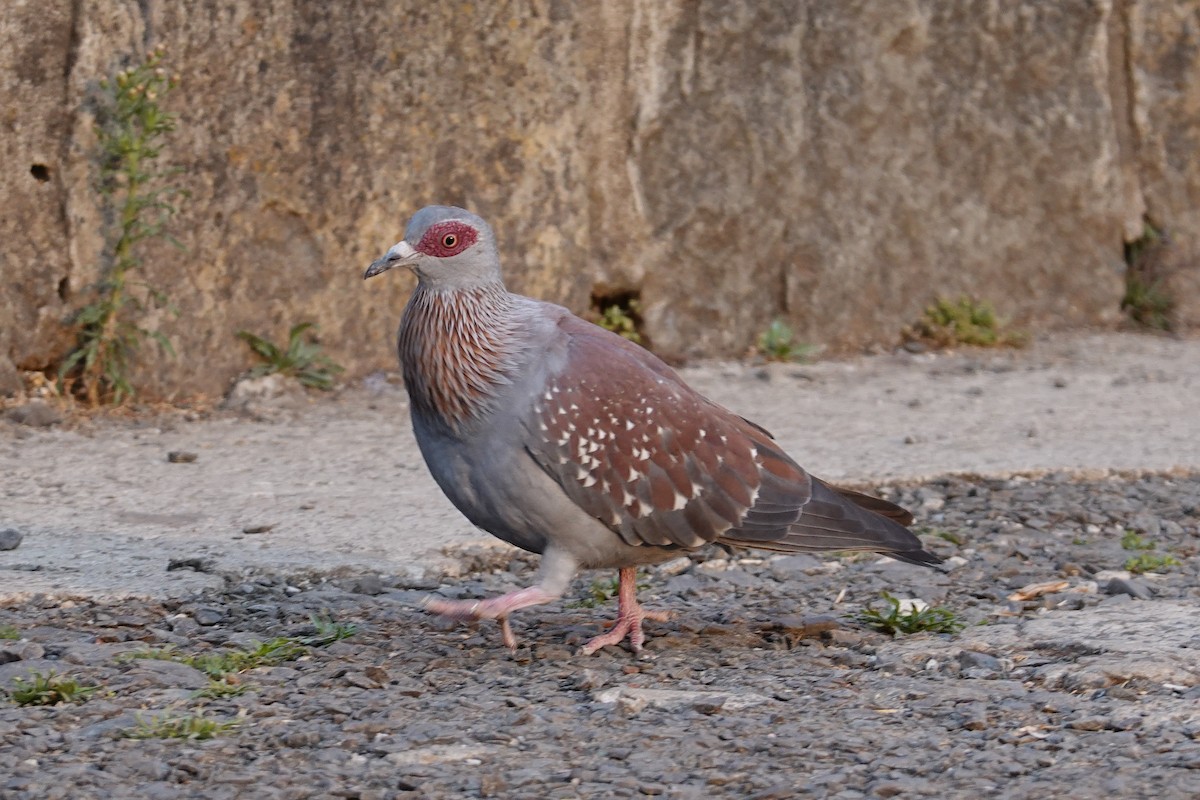 Speckled Pigeon - ML312324451