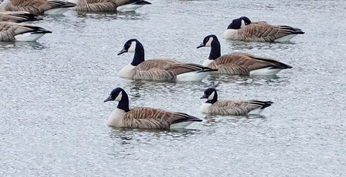 Cackling Goose - Gale VerHague