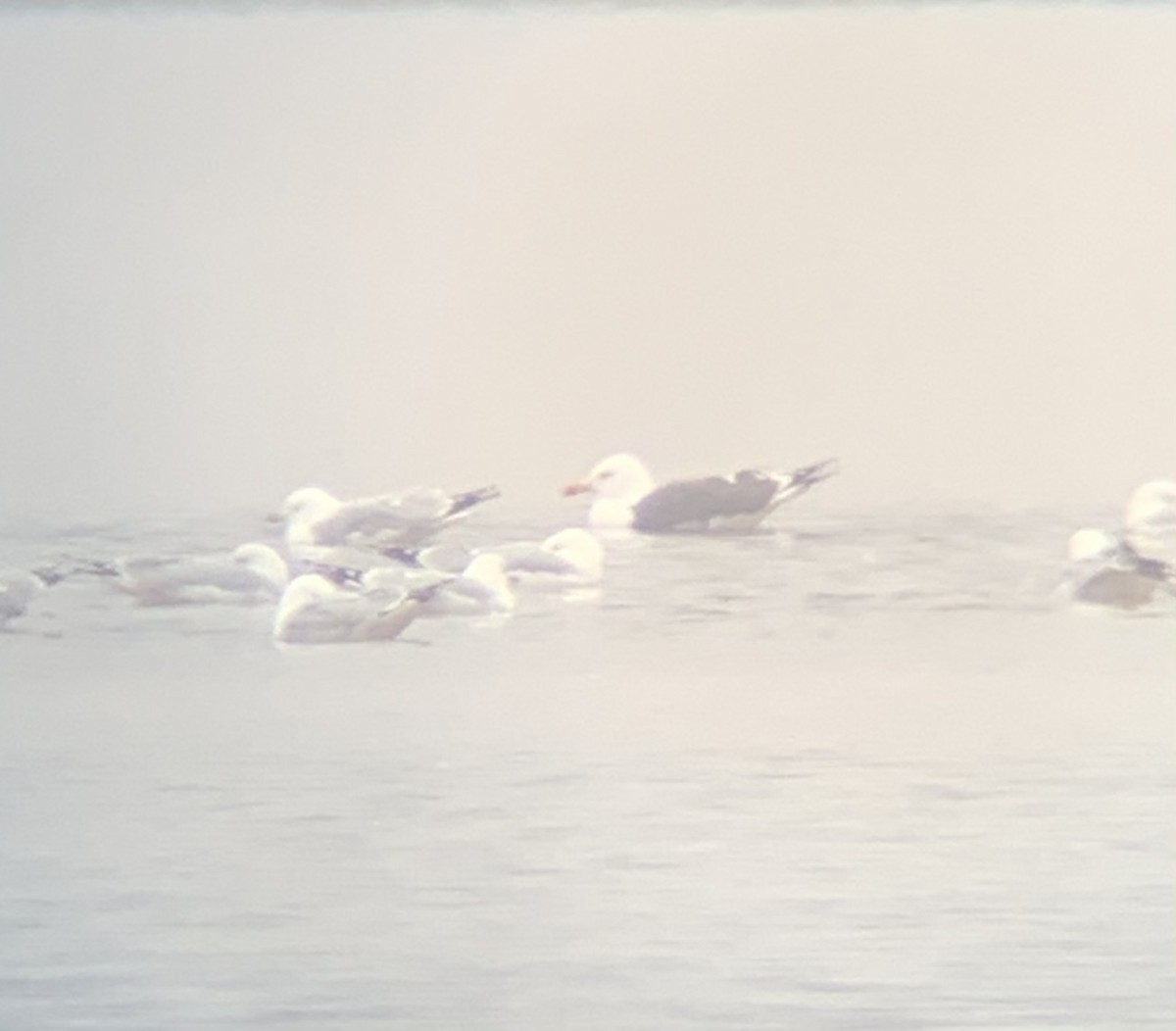 Lesser Black-backed Gull - ML312325111