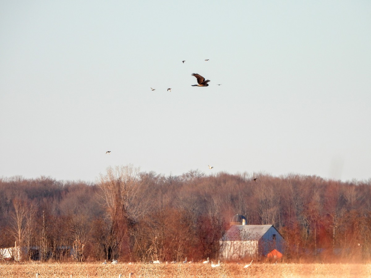 Northern Harrier - ML312325301