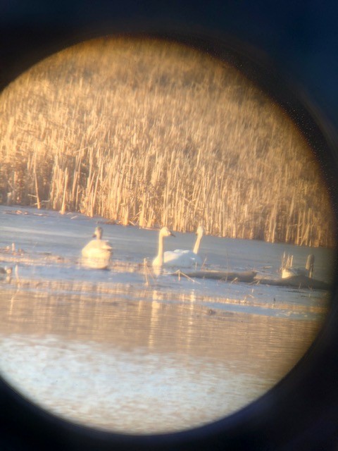 Trumpeter Swan - ML312326741