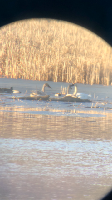 Trumpeter Swan - ML312326921