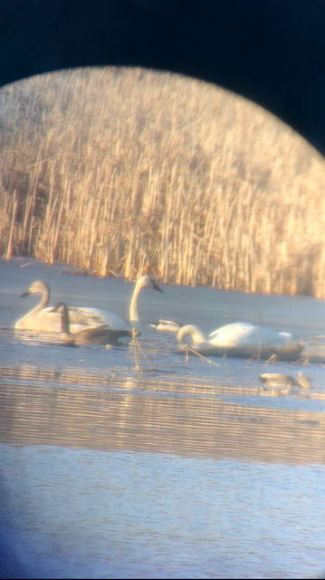 Trumpeter Swan - ML312327021