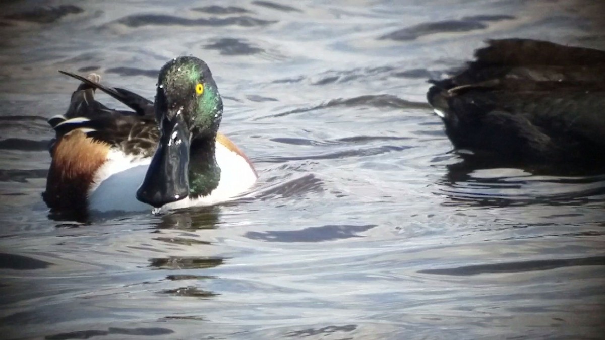 Northern Shoveler - David Lagan