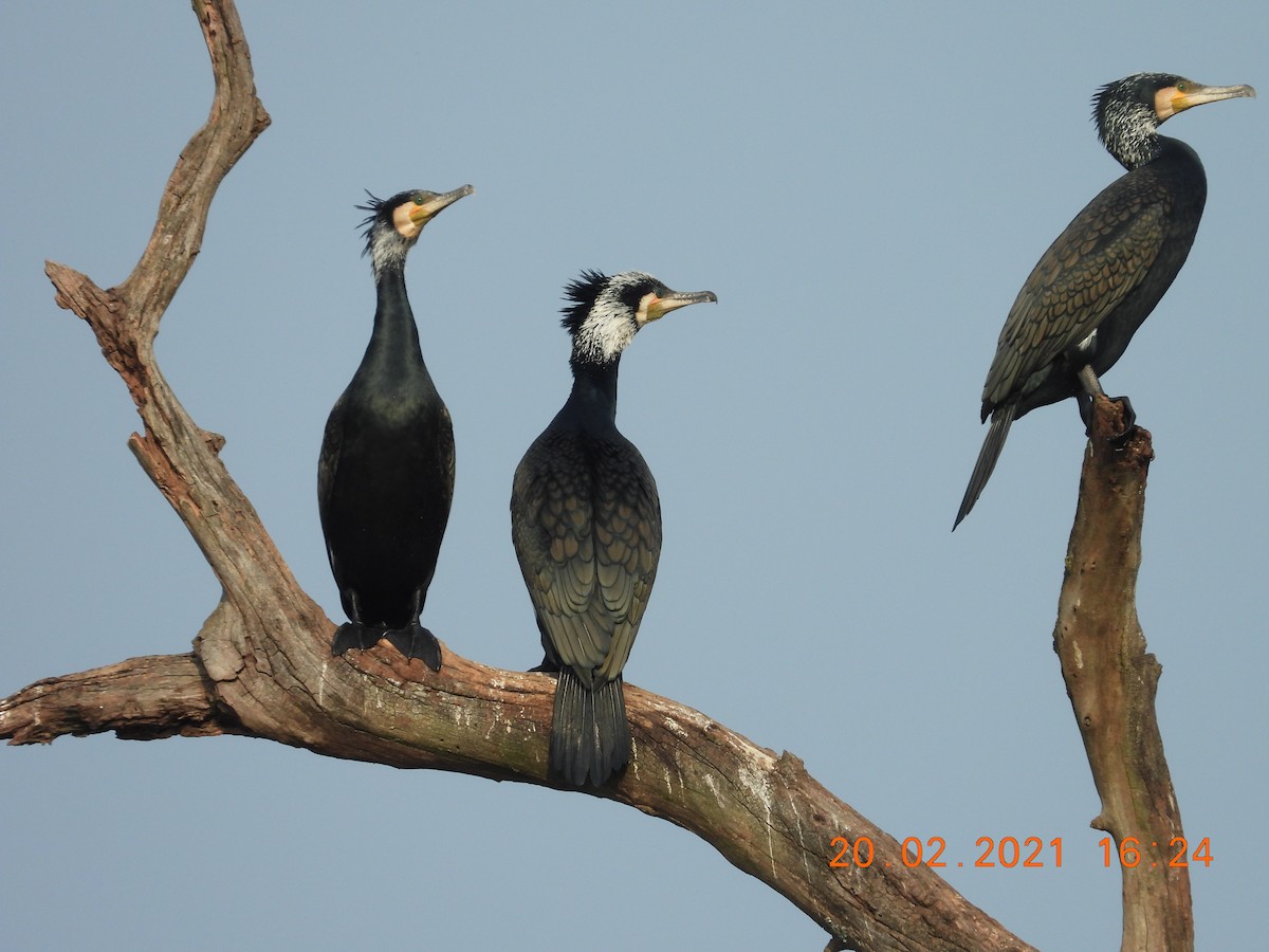 Great Cormorant - ML312329381