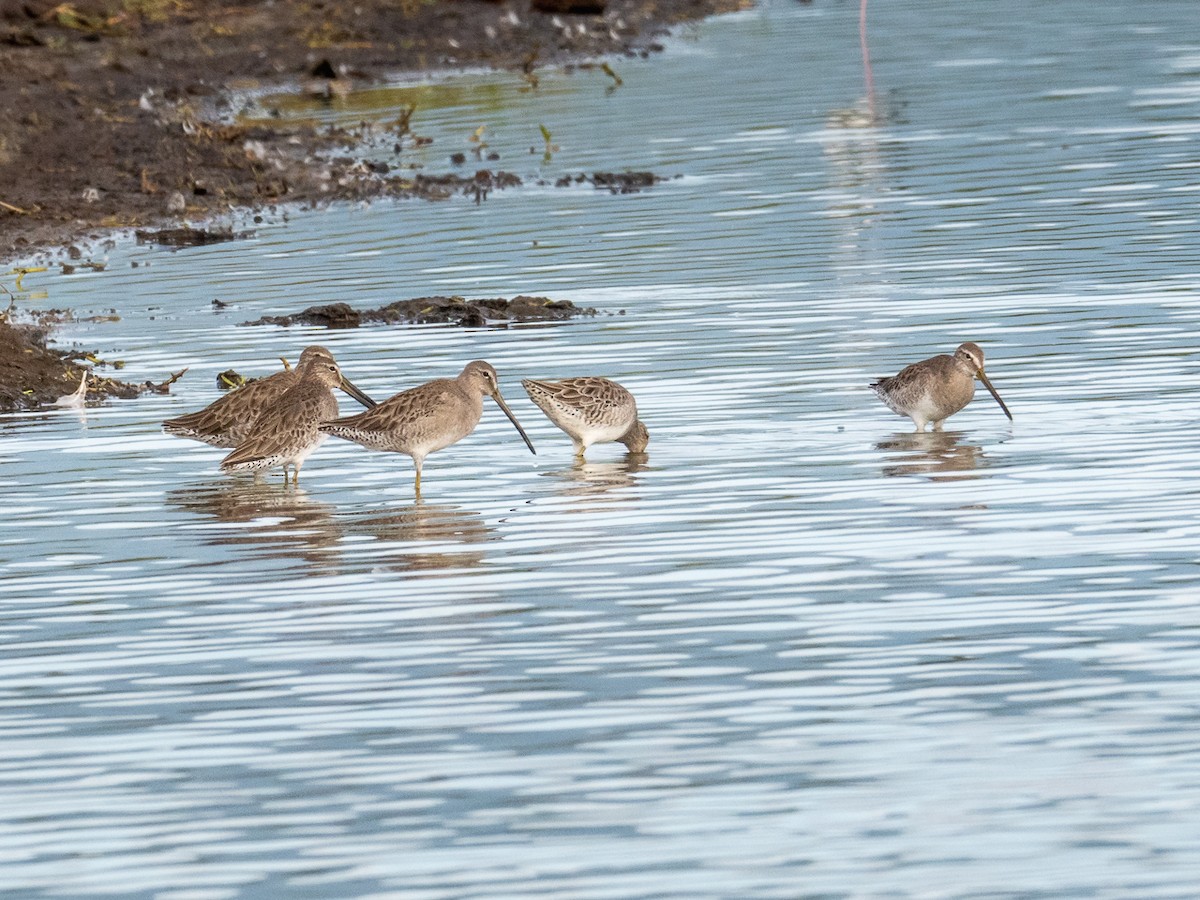 Long-billed Dowitcher - ML312330961