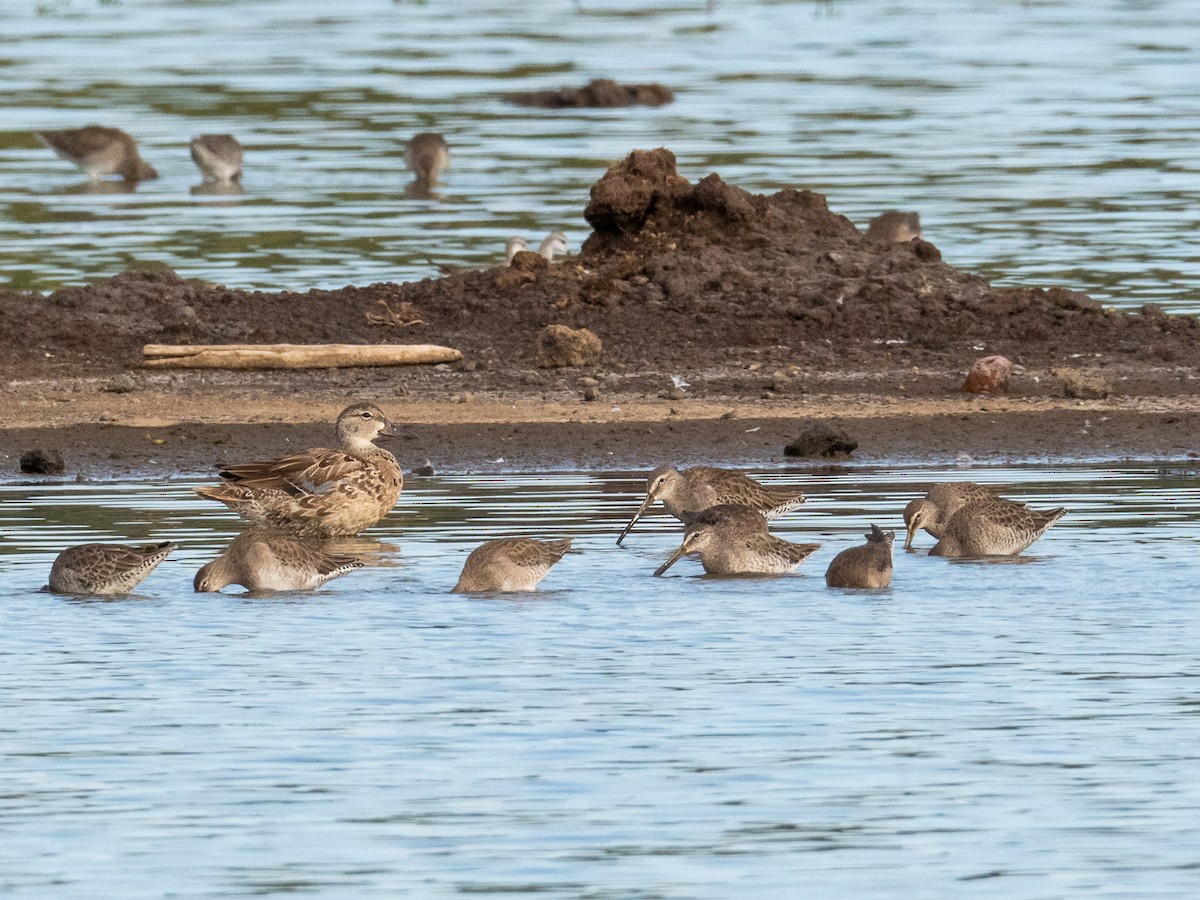 Long-billed Dowitcher - ML312331001