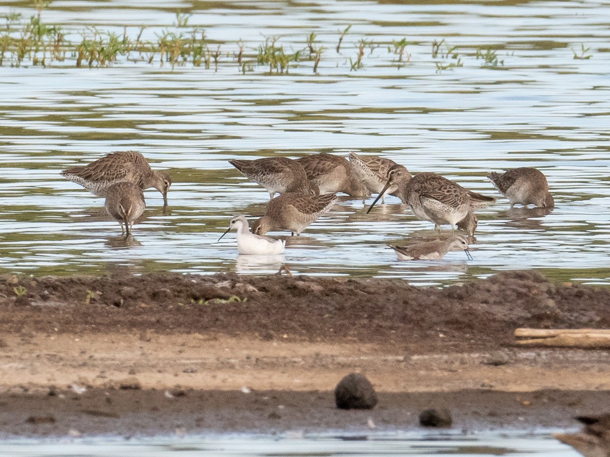Long-billed Dowitcher - ML312331021