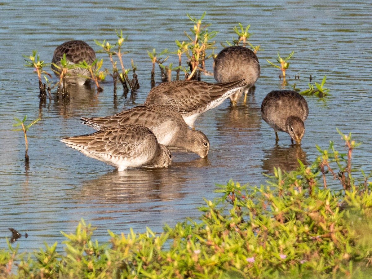 Long-billed Dowitcher - ML312331031